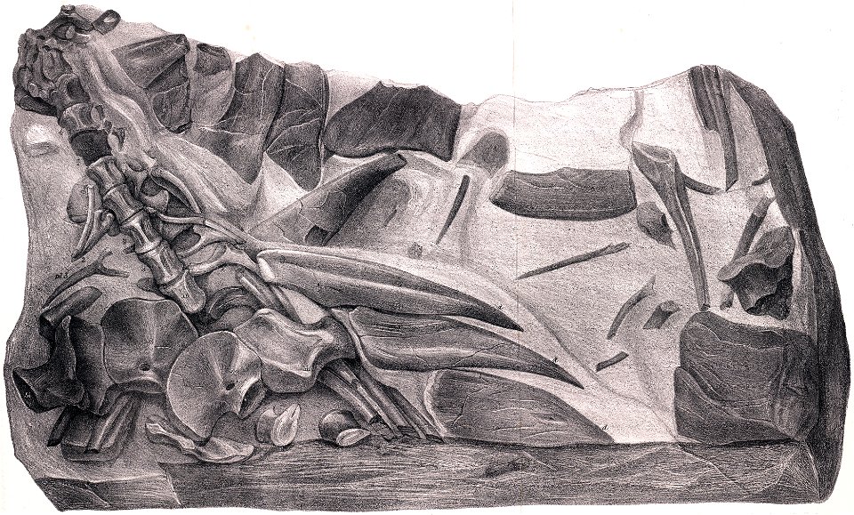 Hylaeosaurus fossil illustration