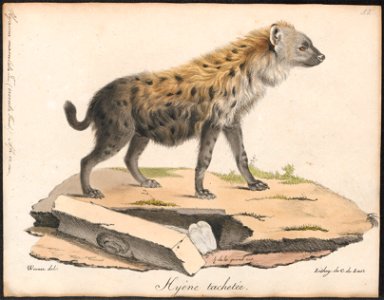 Hyaena maculata - 1818-1842 - Print - Iconographia Zoologica - Special Collections University of Amsterdam - UBA01 IZ22200087