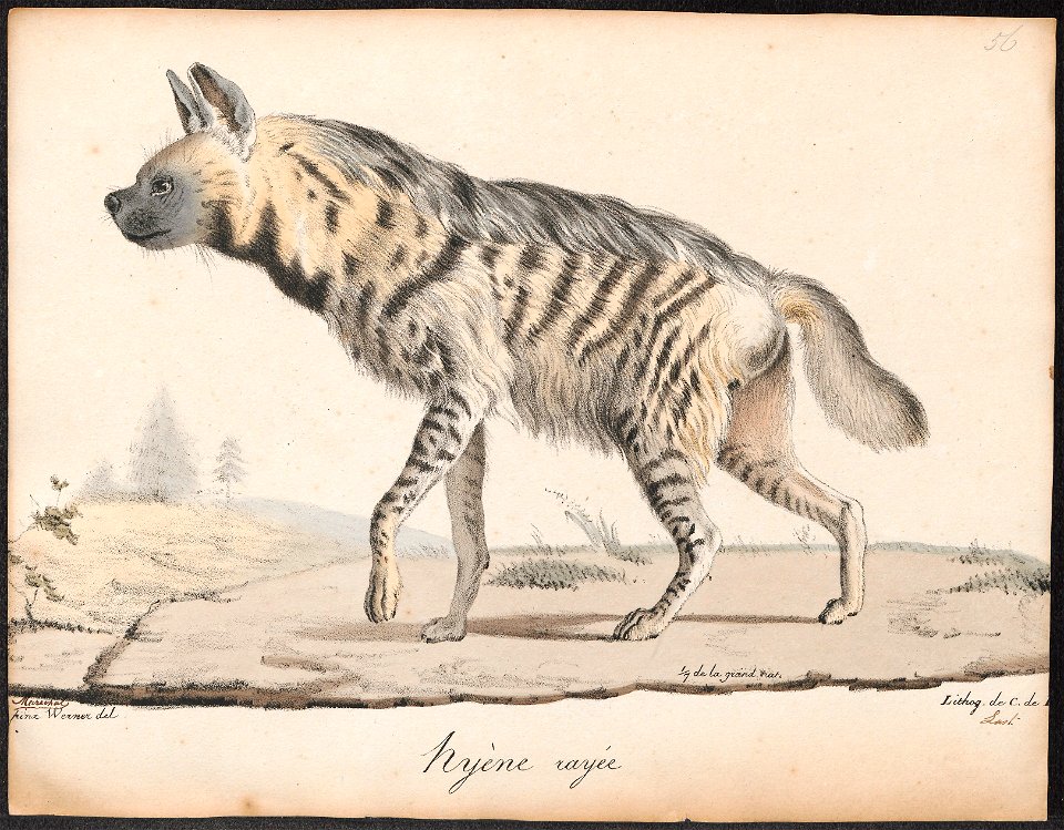 Hyaena striata - 1818-1842 - Print - Iconographia Zoologica - Special Collections University of Amsterdam - UBA01 IZ22200053