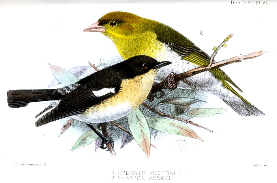 HyliotisSharpeaKeulemans
