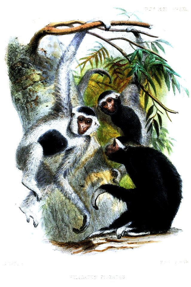 HylobatesPileatusWolf