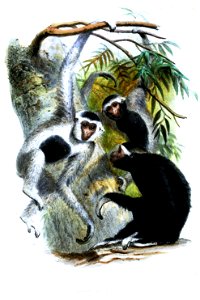 HylobatesPileatusWolf