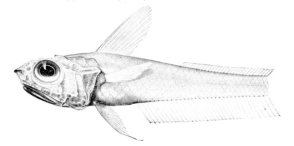 Hymenocephalus striatulus