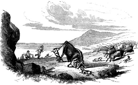 Hunting wild cattle-Voyage Southern and Antarctic Regions-2-1847-0273. Free illustration for personal and commercial use.
