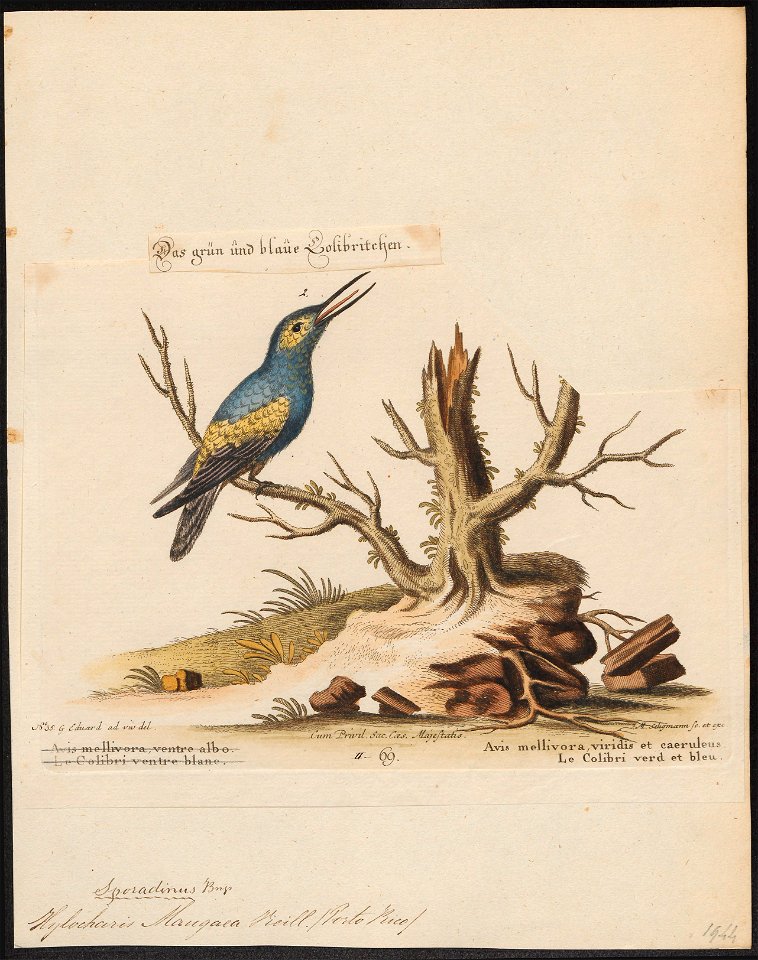 Hylocharis maugaea - 1700-1880 - Print - Iconographia Zoologica - Special Collections University of Amsterdam - UBA01 IZ19100521