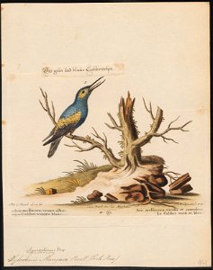 Hylocharis maugaea - 1700-1880 - Print - Iconographia Zoologica - Special Collections University of Amsterdam - UBA01 IZ19100521
