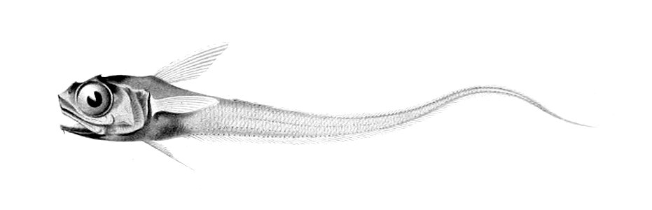Hymenocephalus italicus1