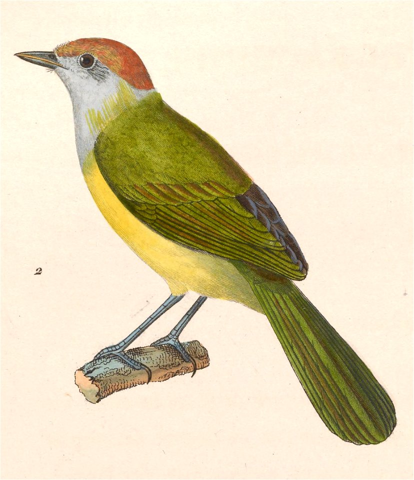 Hylophilus poicilotis 1838
