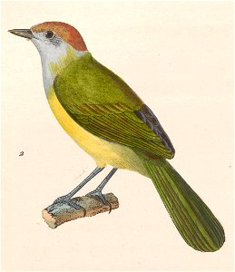 Hylophilus poicilotis 1838