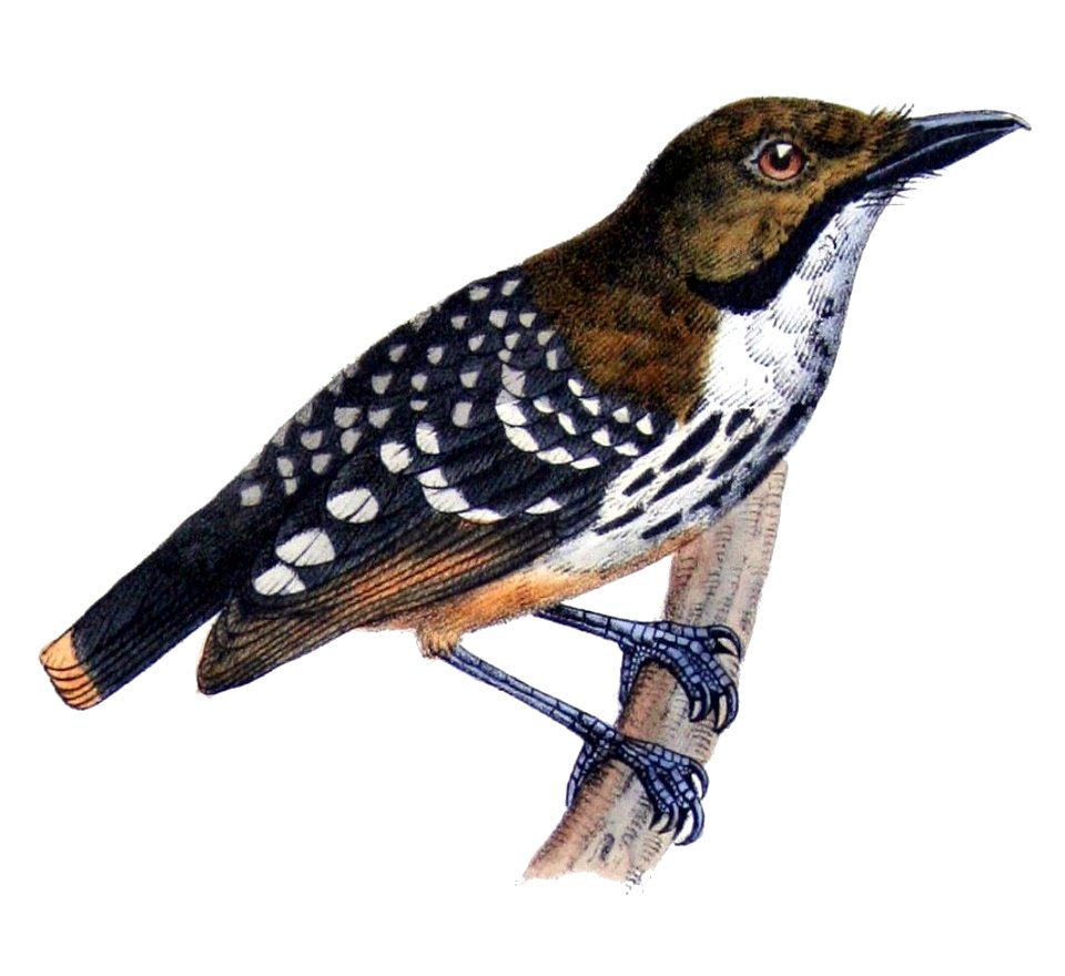 Hylophylax punctulatus Castelnau