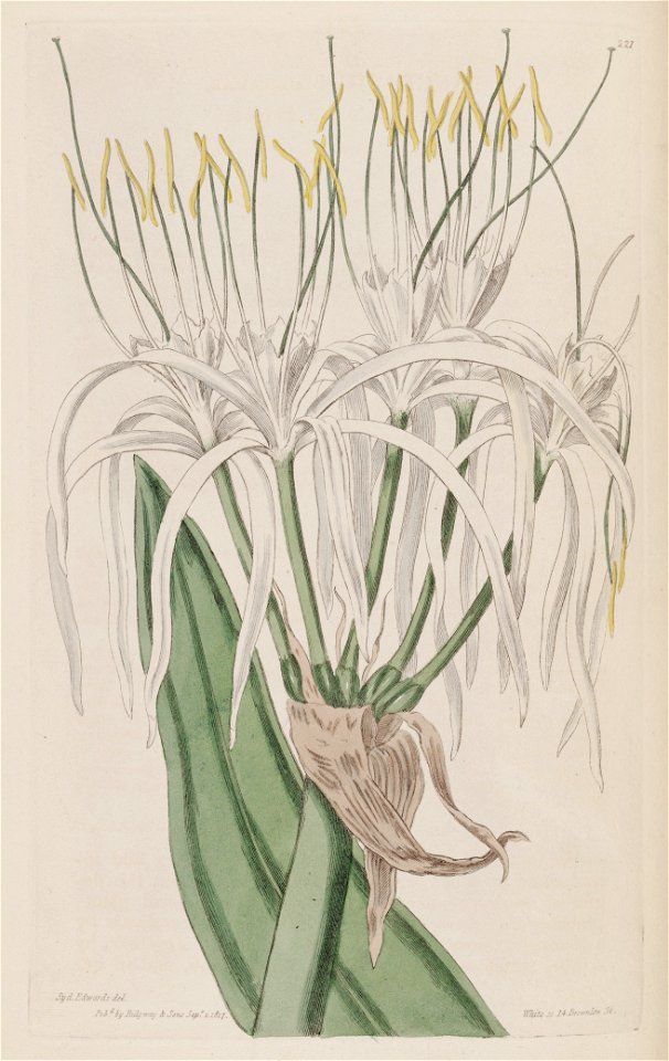 Hymenocallis caribaea (as Pancratium angustum) 3.221