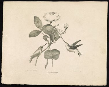 Humming birds - from life & on stone by M.E.D. Brown ; his lith. No. 5 Library St. Phila. LCCN2013651016