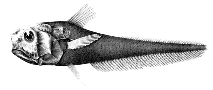 Hymenocephalus aterrimus