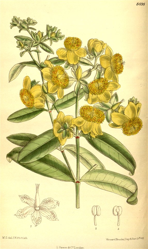 Hypericum aureum 139-8498