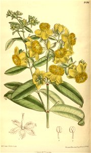 Hypericum aureum 139-8498