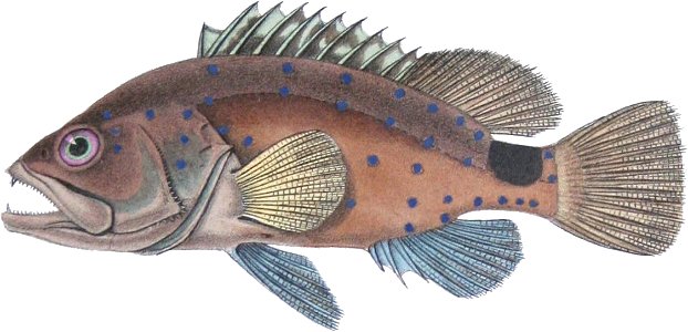 Hyporthodus niveatus