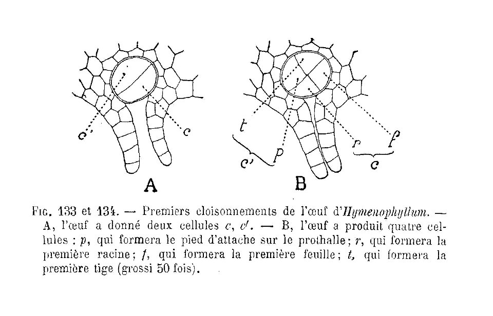 Hymenophyllum - cloisonnement de l'oeuf