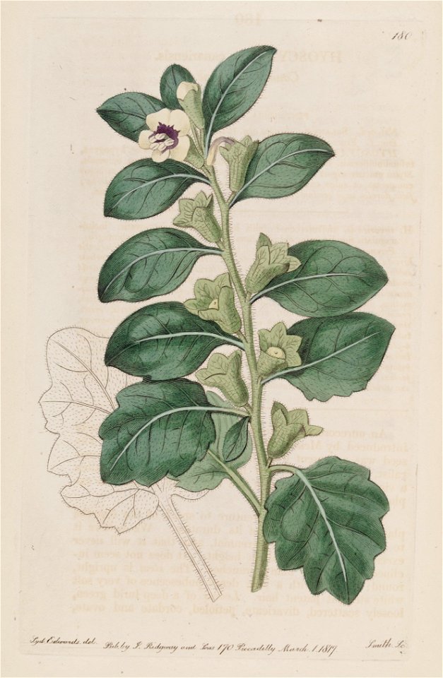 Hyoscyamus albus - Botanical Register - vol. 3 - t. 180