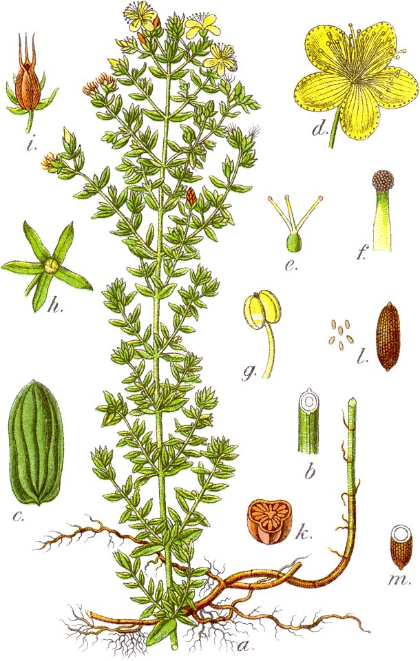 Hypericum perforatum (Sturm 06, plate 060) clean, no-description