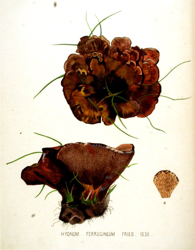Hydnum ferrugineum — Flora Batava — Volume v20. Free illustration for personal and commercial use.