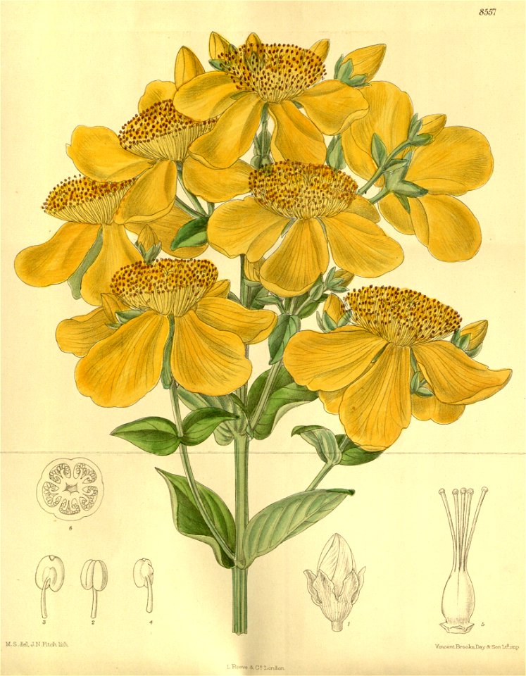 Hypericum ascyron 140-8557