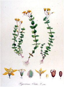 Hypericum elodes — Flora Batava — Volume v14