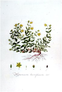Hypericum humifusum — Flora Batava — Volume v7