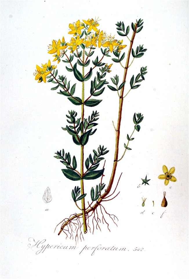 Hypericum perforatum — Flora Batava — Volume v7 - Free Stock ...
