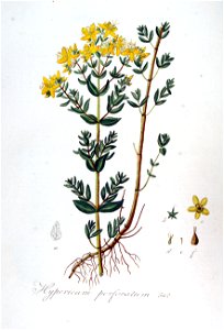 Hypericum perforatum — Flora Batava — Volume v7