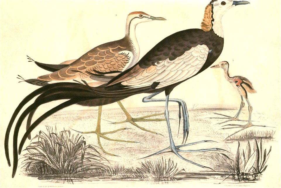 Hydrophasianus chirurgus Hardwicke