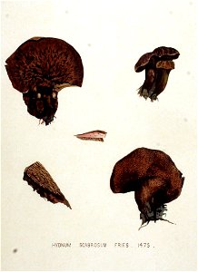 Hydnum scabrosum — Flora Batava — Volume v19