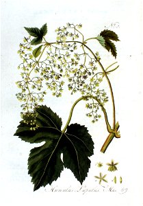 Humulus lupulus — Flora Batava — Volume v2