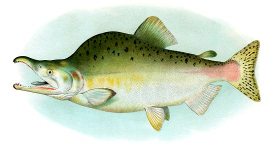Humpback Salmon Breeding Male