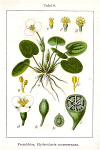 Hydrocharis morsus-ranae Sturm04006