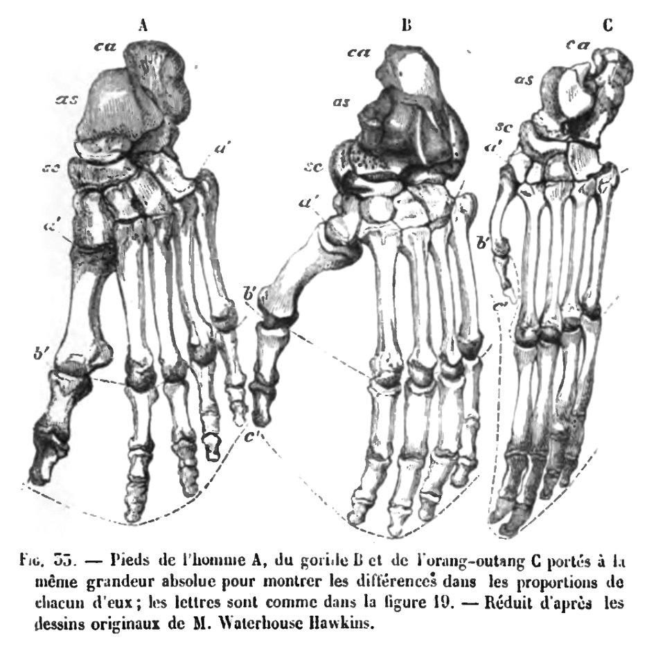 Huxley - De la place de l'homme dans la nature (page 250 crop)