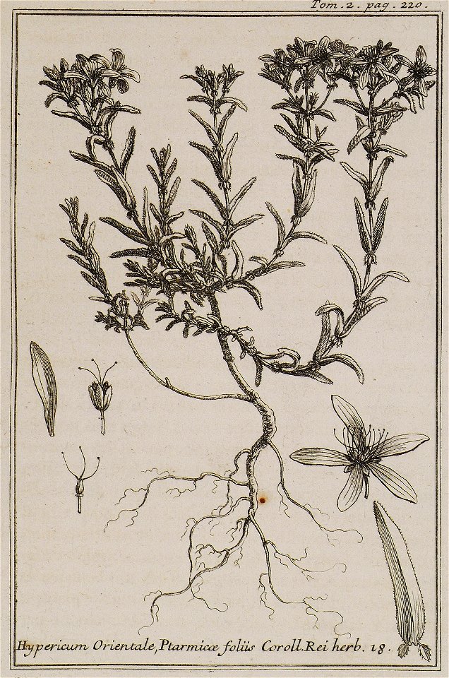 Hypericum Orientale, Ptarmicae foliis Coroll Rei herb 18 - Tournefort Joseph Pitton De - 1717