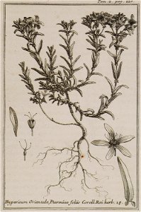 Hypericum Orientale, Ptarmicae foliis Coroll Rei herb 18 - Tournefort Joseph Pitton De - 1717