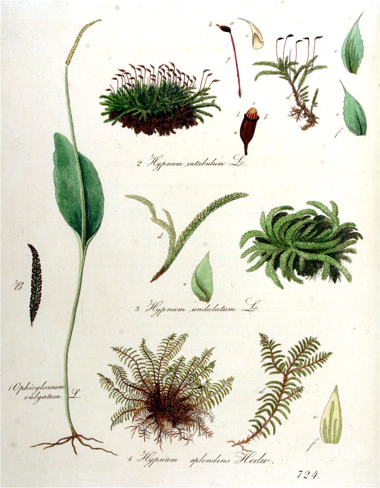 Hypnum rutabulum — Flora Batava — Volume v10