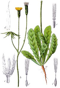 Hypochaeris glabra Sturm40