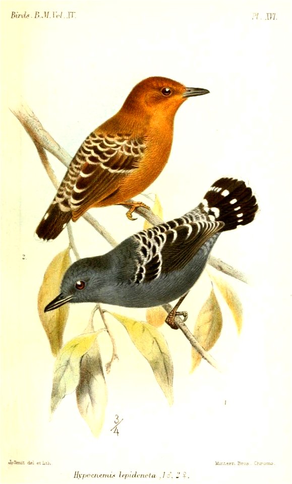 HypocnemisLepidonotaSmit