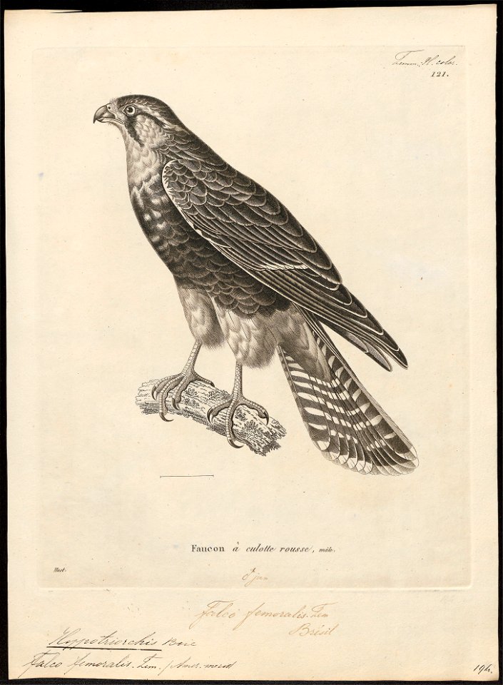 Hypotriorchis femoralis - 1700-1880 - Print - Iconographia Zoologica - Special Collections University of Amsterdam - UBA01 IZ18200217