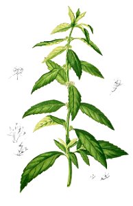 Hyptis brevipes Blanco1.204-cropped