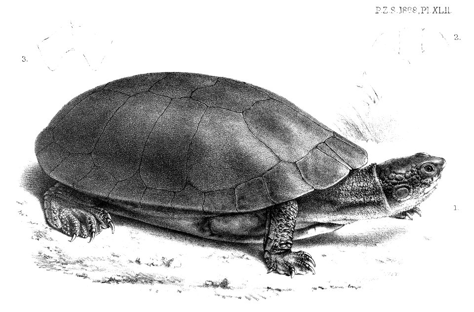 HydraspisGordoniFord