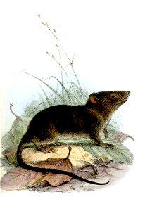 HyracodonFuliginosusWolf
