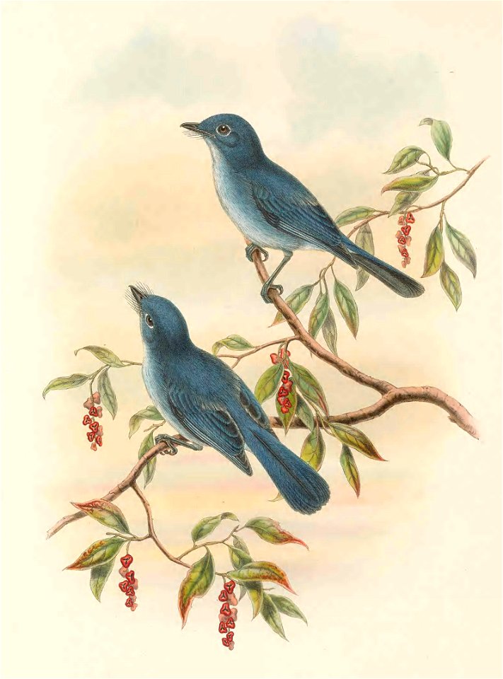 Hypothymis rowleyi - The Birds of New Guinea