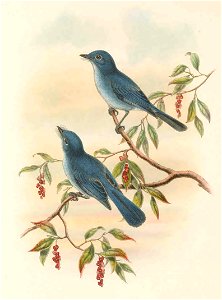 Hypothymis rowleyi - The Birds of New Guinea