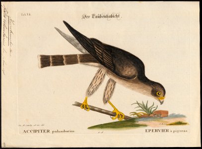 Hypotriorchis columbarius - 1700-1880 - Print - Iconographia Zoologica - Special Collections University of Amsterdam - UBA01 IZ18200213