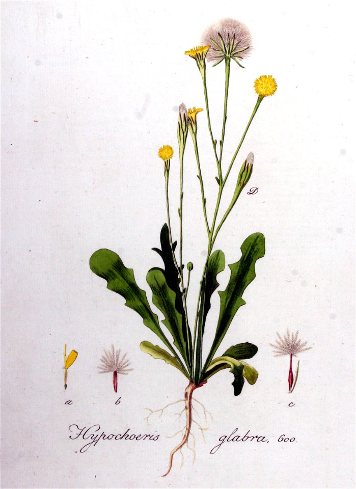 Hypochoeris glabra — Flora Batava — Volume v8