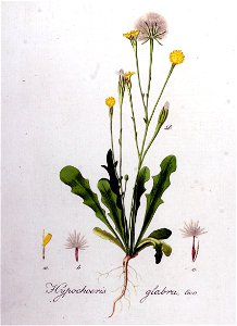 Hypochoeris glabra — Flora Batava — Volume v8