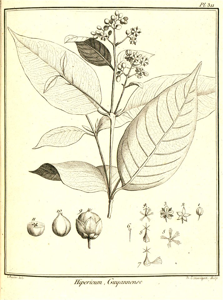 Hypericum guianense Aublet 1775 pl 311